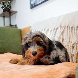 Jon, Mini Bernedoodle Puppy